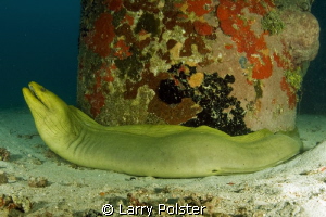 This 2 meter green moray was resting at the end of the Fr... by Larry Polster 